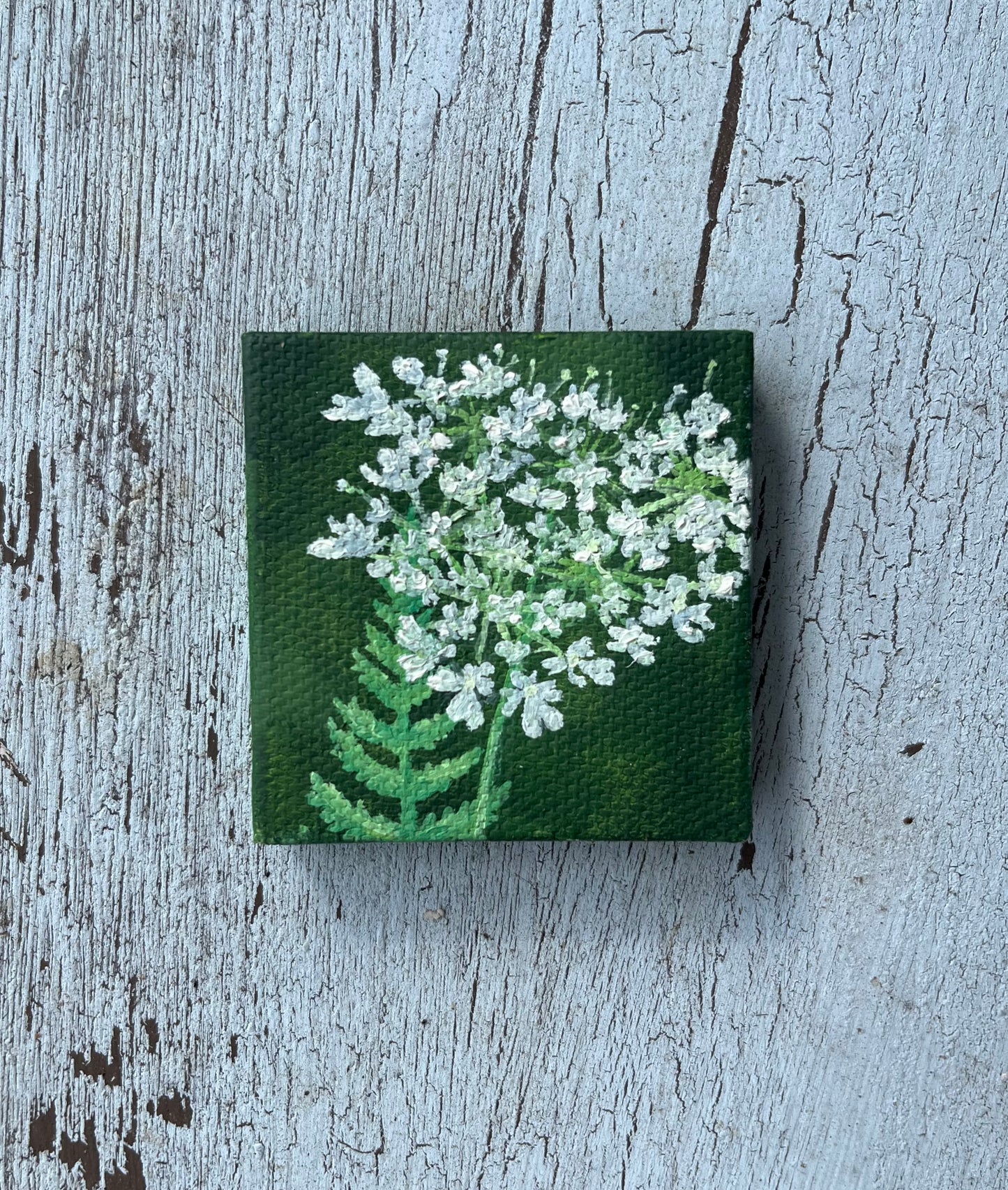 Tiny Queen Anne’s Lace