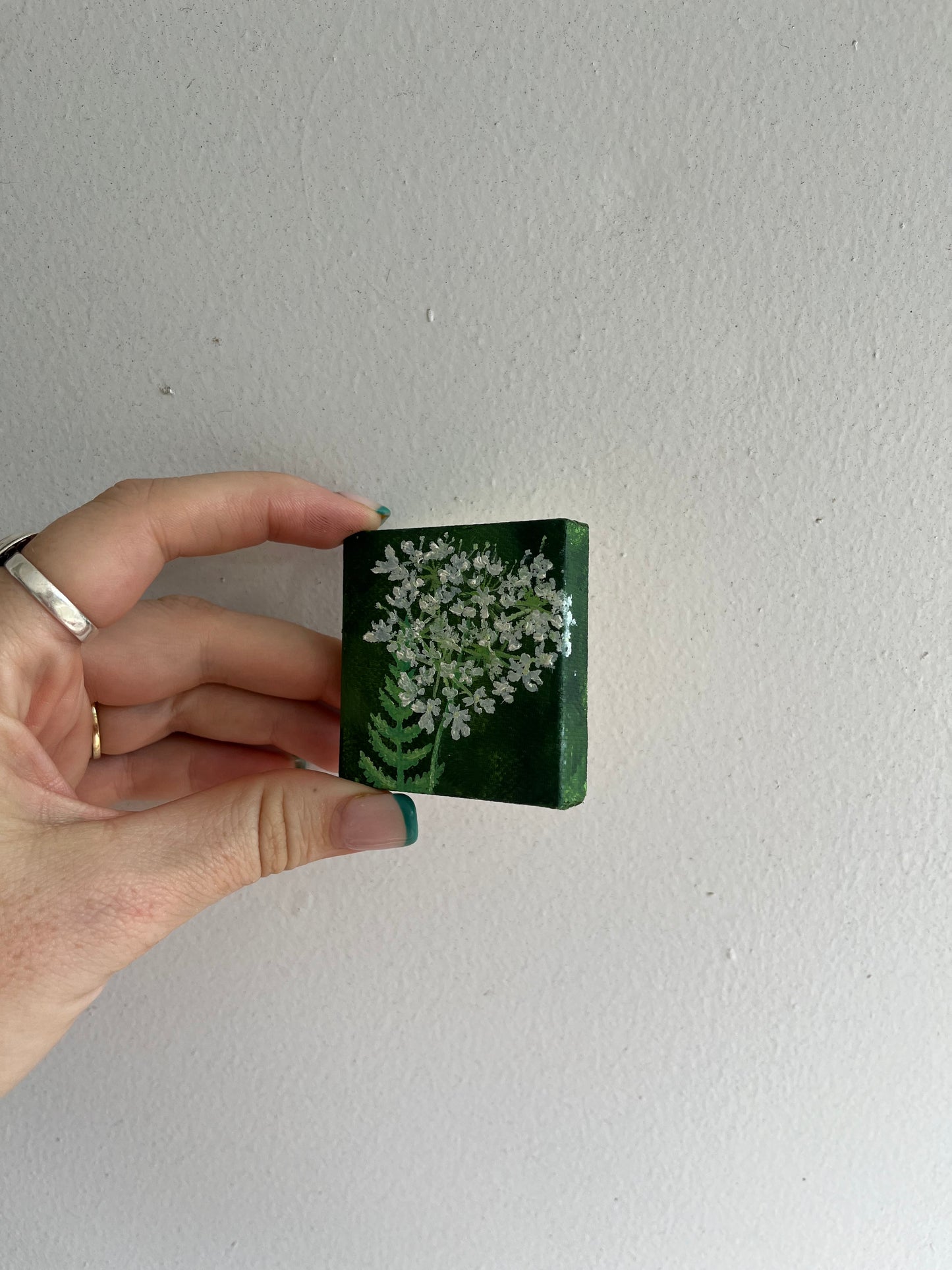 Tiny Queen Anne’s Lace