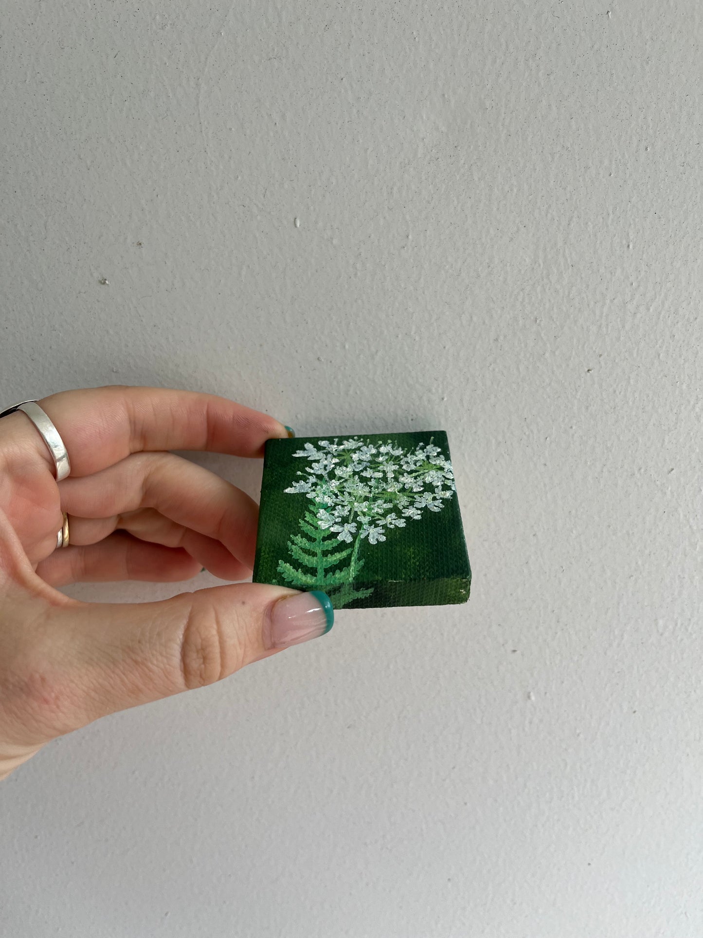 Tiny Queen Anne’s Lace