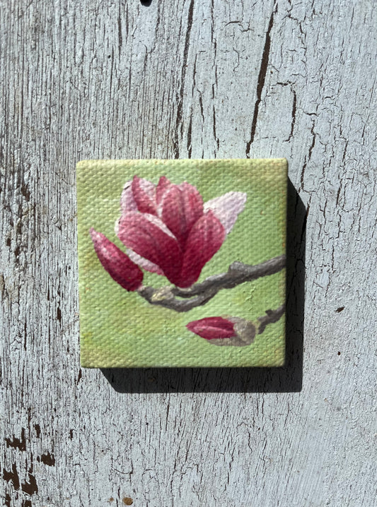 Tiny Japanese Magnolia