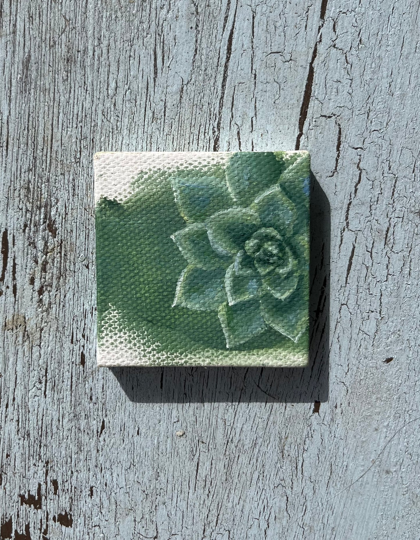 Tiny Succulent